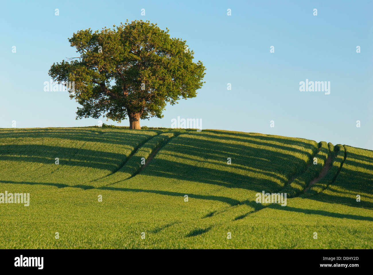 A lone oak tree perched on the brow of a hill at Teynham in Kent. Stock Photo