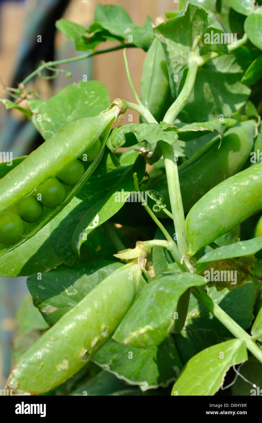 Growing peas garden uk hires stock photography and images Alamy