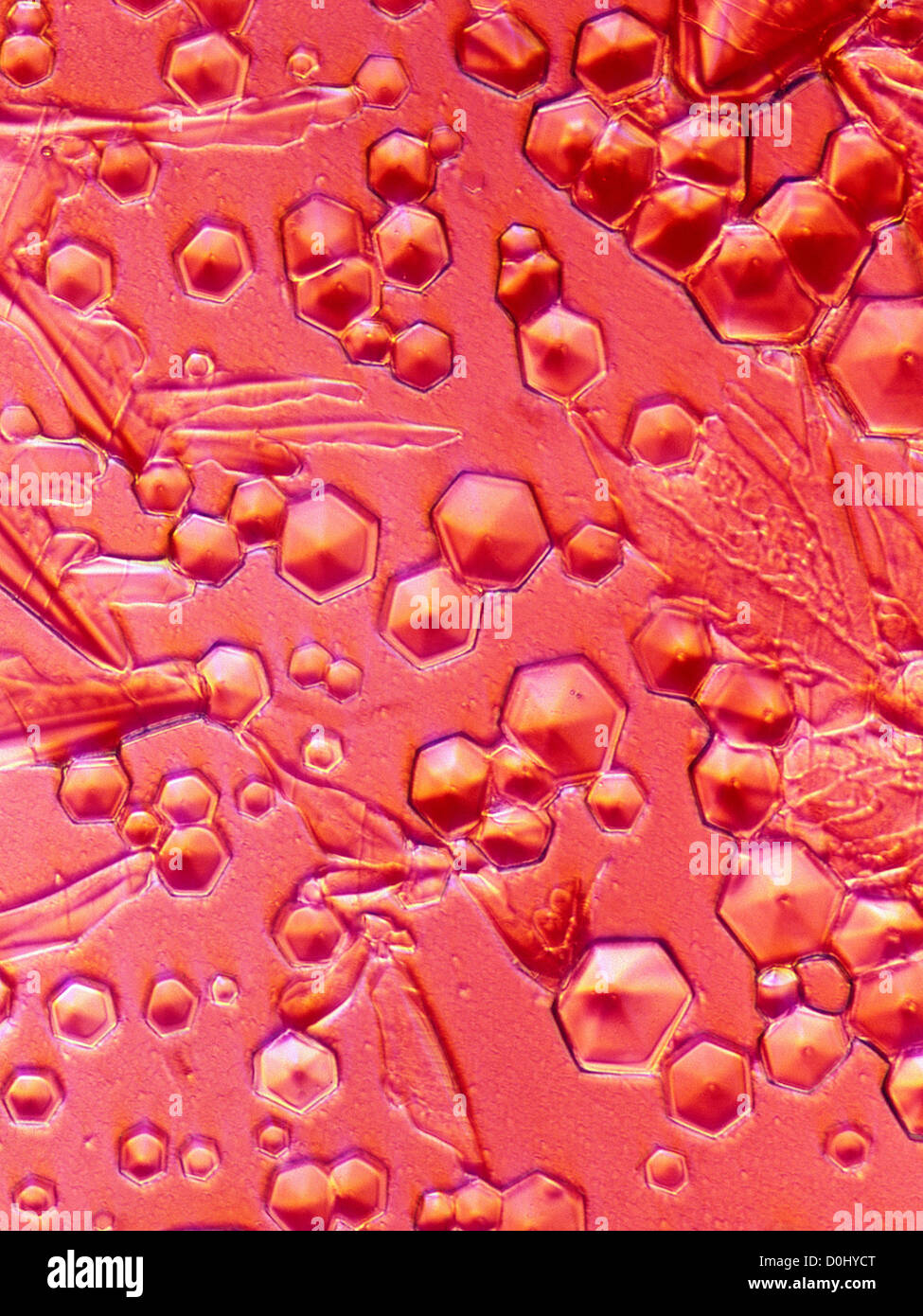 Oligomer Crystals from Dyed Polyester Fibers, Partly Crossed Polars, Red Filter, Oblique Transmitted Light Illumination, x250 Stock Photo