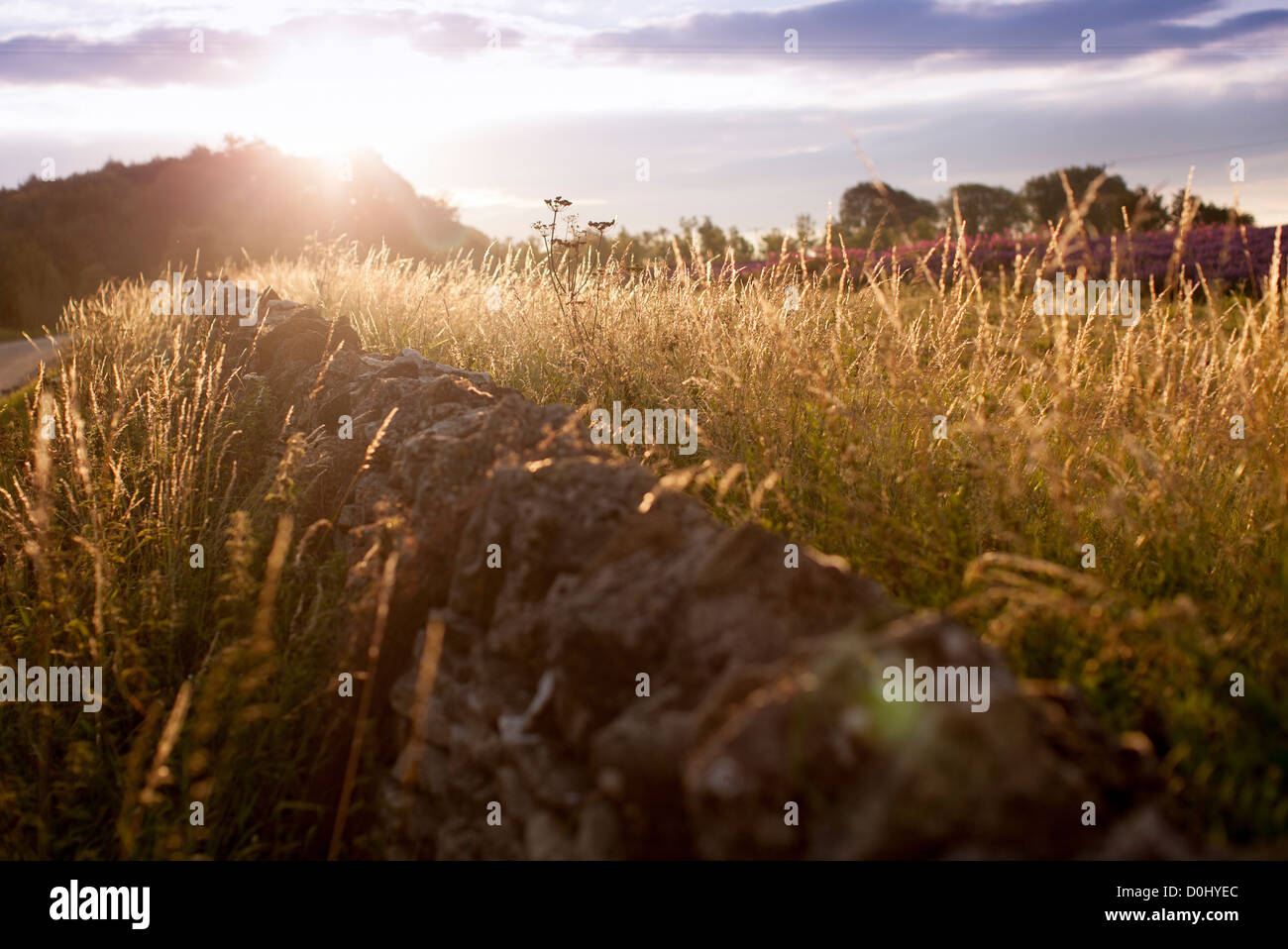 Grass in the sunrise at dawn along a dry stone wall in the Cotswolds, England, UK. Stock Photo