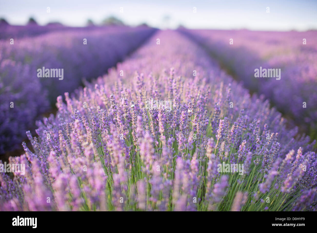 Lavender fields in the Cotswolds, England at sunrise in the morning Stock Photo Alamy