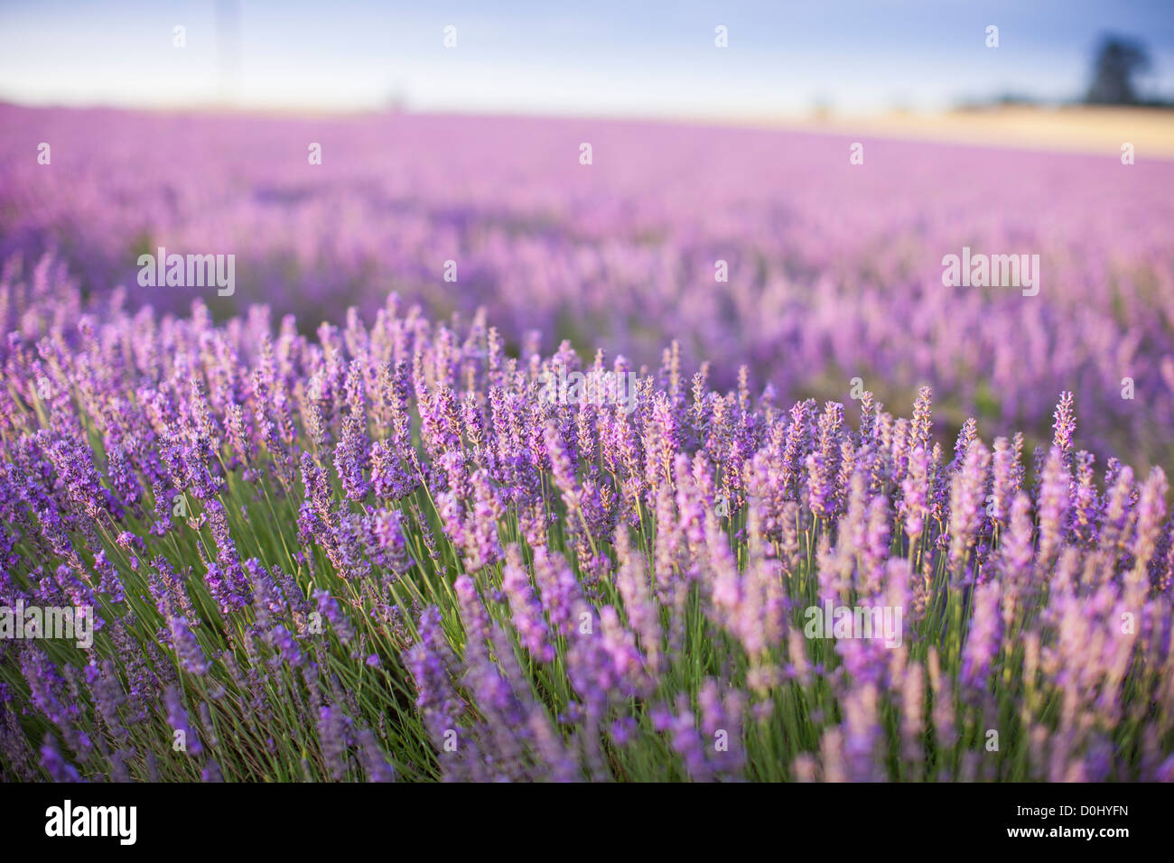 Lavender Fields In The Cotswolds England At Sunrise In The Morning lavender-fields-in-the-cotswolds-england-at-sunrise-in-the-morning