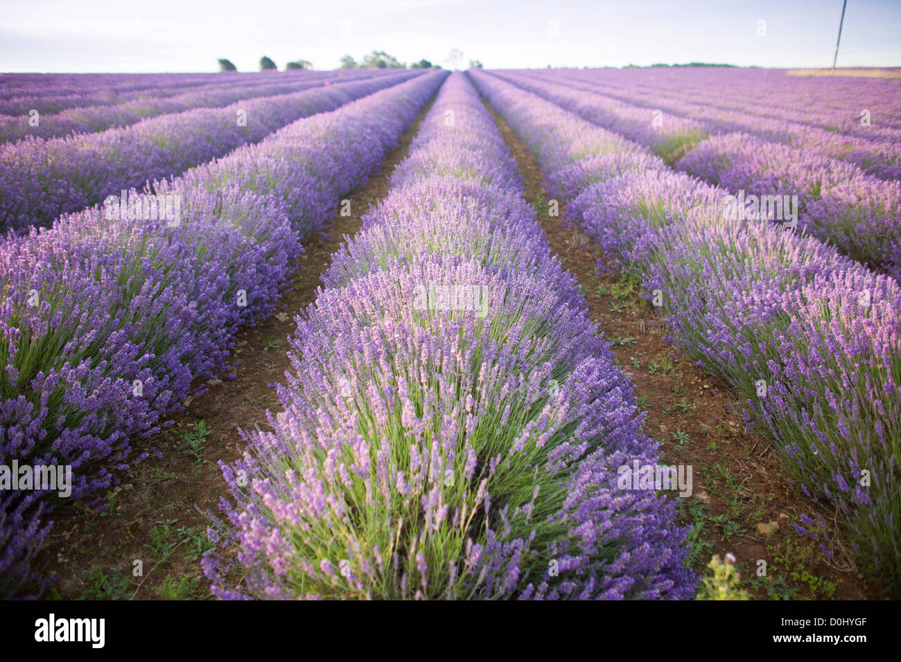 Lavender fields in the Cotswolds, England at sunrise in the morning. Stock Photo