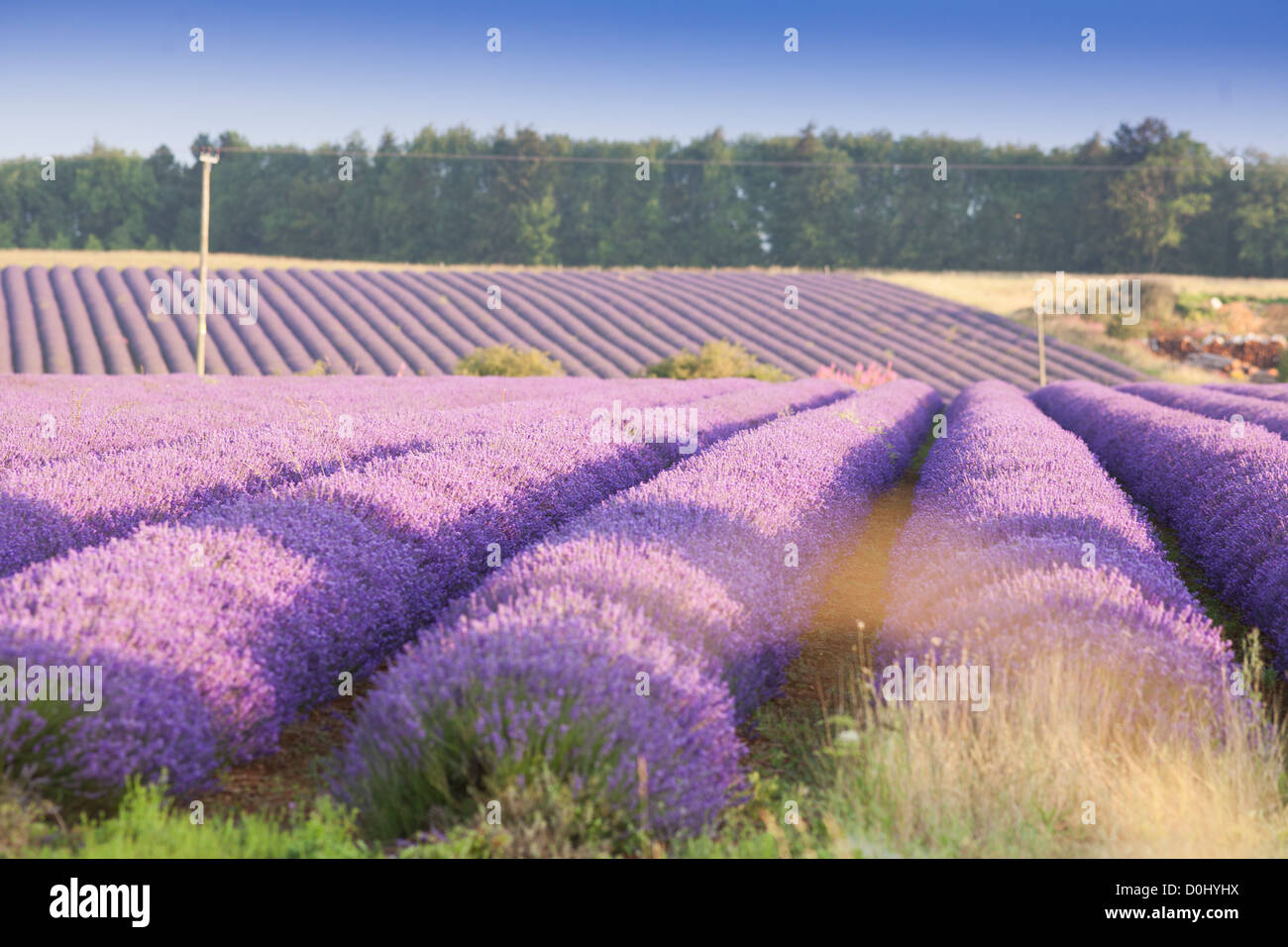 Lavender fields in the Cotswolds, England at sunrise in the morning Stock Photo Alamy
