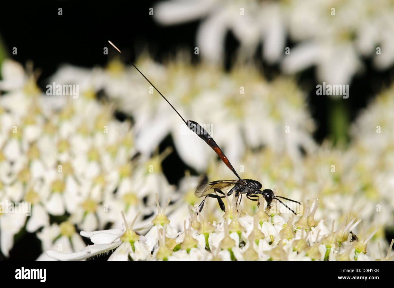 An adult female parasitic wasp (Gasteruption jaculator) feeding on an unidentified white umbellifer at Southwater Woods. Stock Photo
