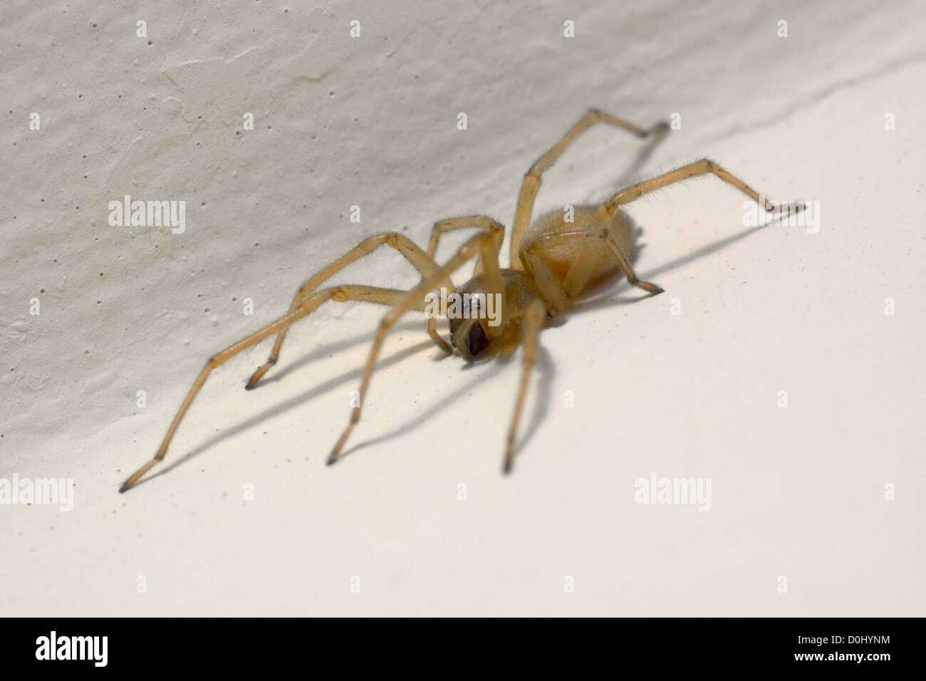 Juvenile House Spider Stock Photo Alamy