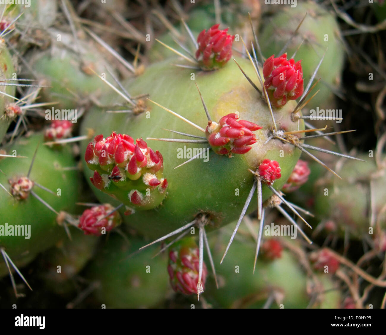 Flowering Native Prickly Pear Cactus Stock Photo Alamy