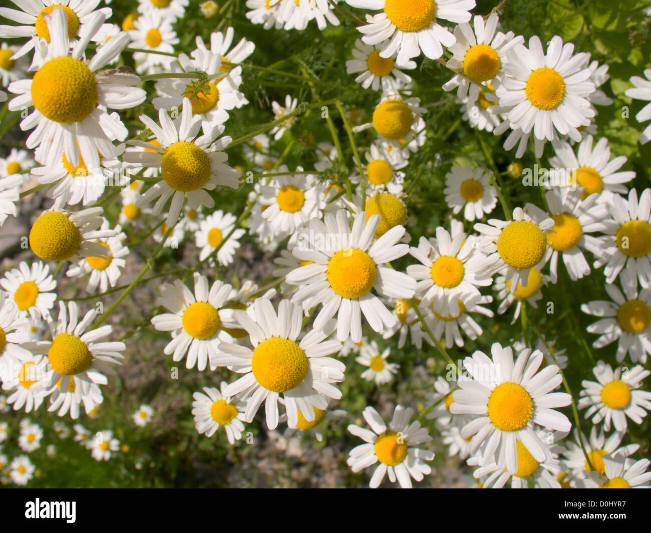 Wild Daisies Blooming Stock Photo Alamy