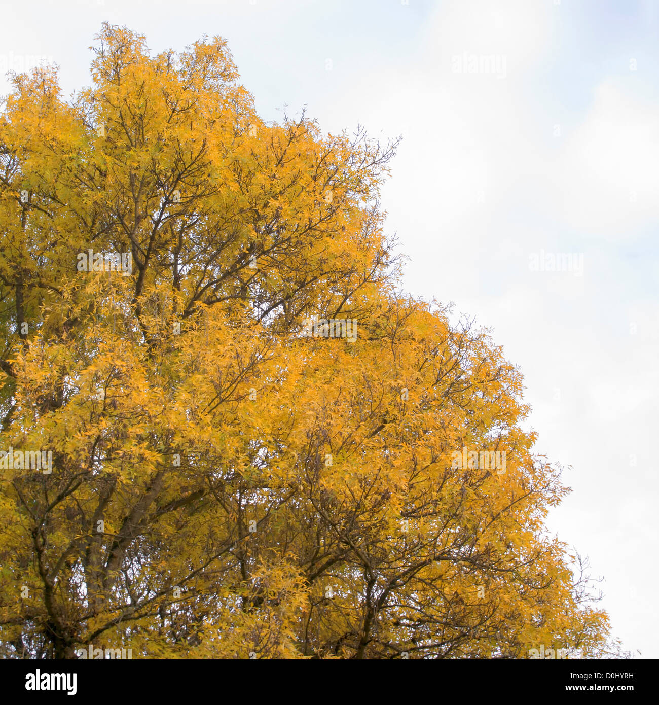 White Ash Colors in Autumn Stock Photo