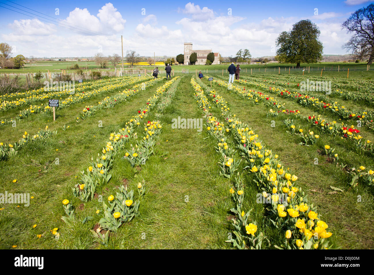 A pick your own tulip farm in Farrington Gurney, Somerset, England, UK. Stock Photo