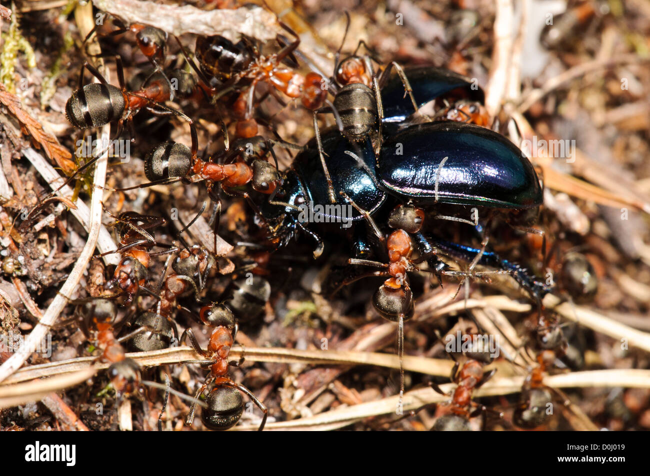 A violet ground beetle (Carabus violaceus) being dragged into the nest by a horde of wood ants (Formica rufa) at RSPB Arne Stock Photo