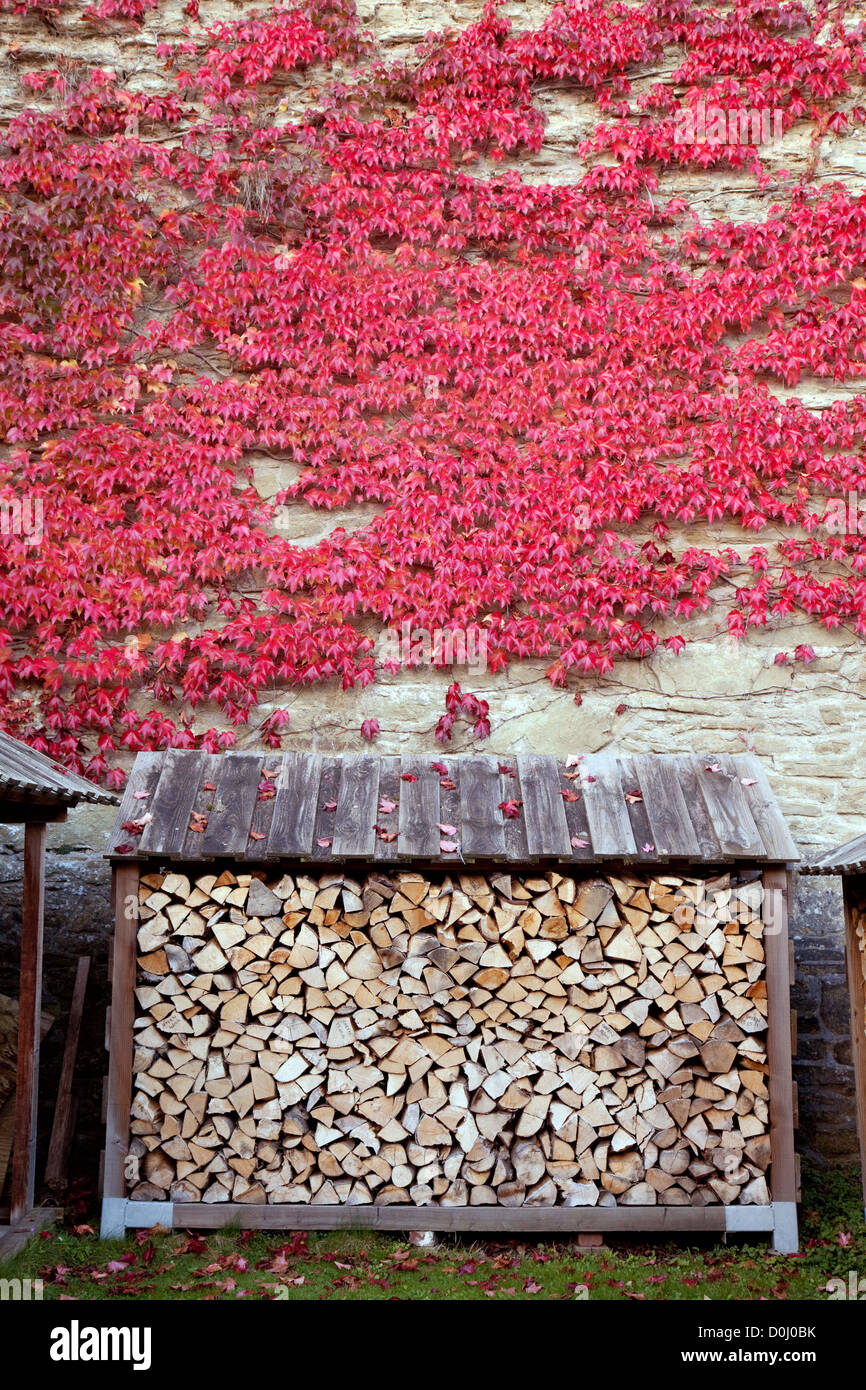 Autumn colours, red Virginia Creeper on a wall and Wood store, October in Shropshire UK Stock Photo
