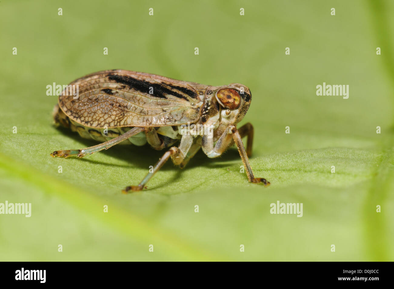 Issus insect hi-res stock photography and images - Alamy