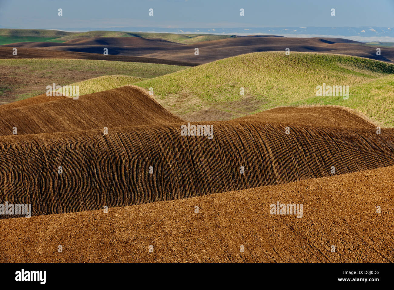 Palouse country farmland in spring, in evening light, near Colfax