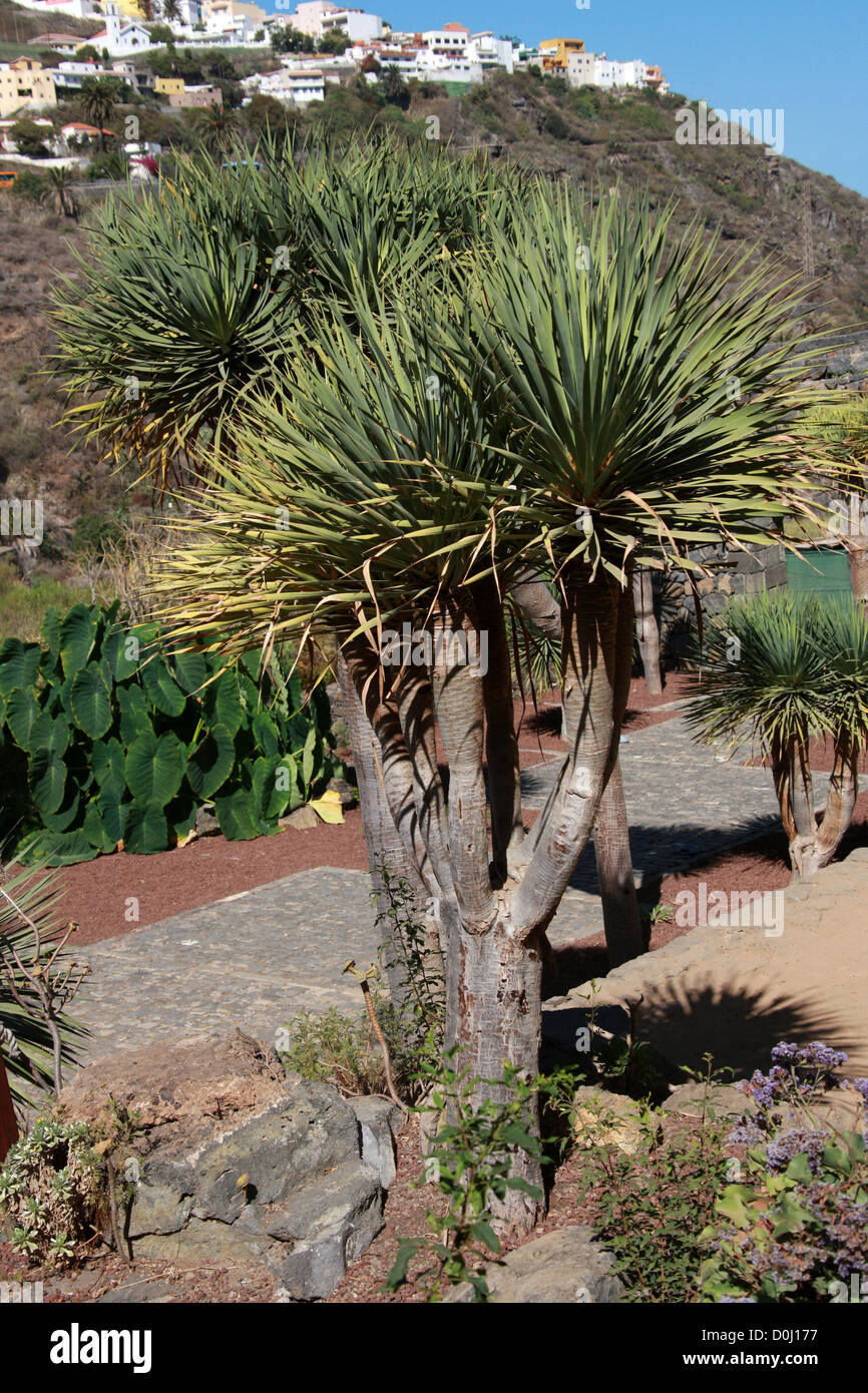Young Canary Islands Dragon Trees at the Parque del Drago (Dragon Park), Icod de los Vinos, Tenerife, Canary Islands. Stock Photo