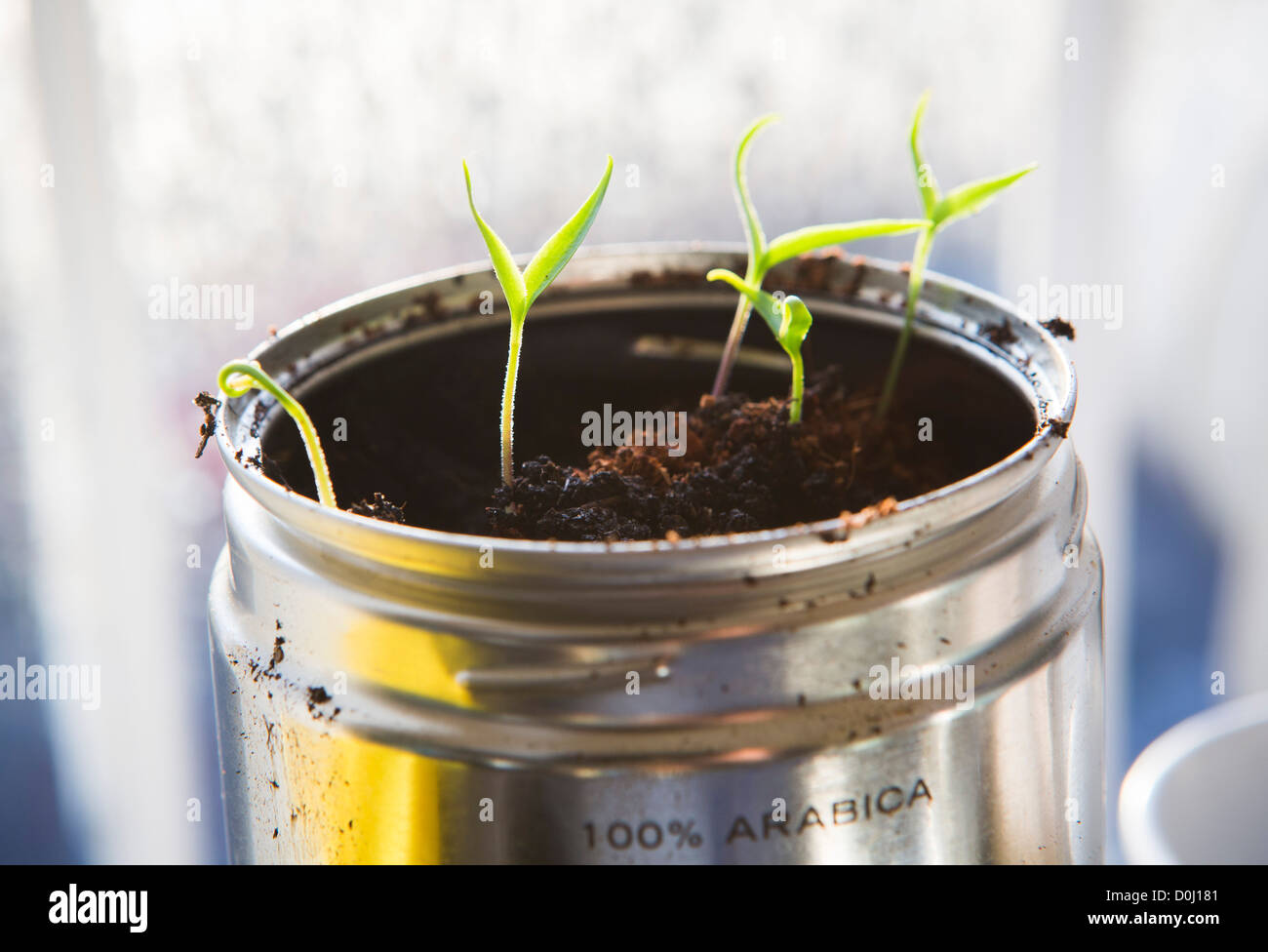 Small chilli / chili plants growing in a used coffee tin can on window