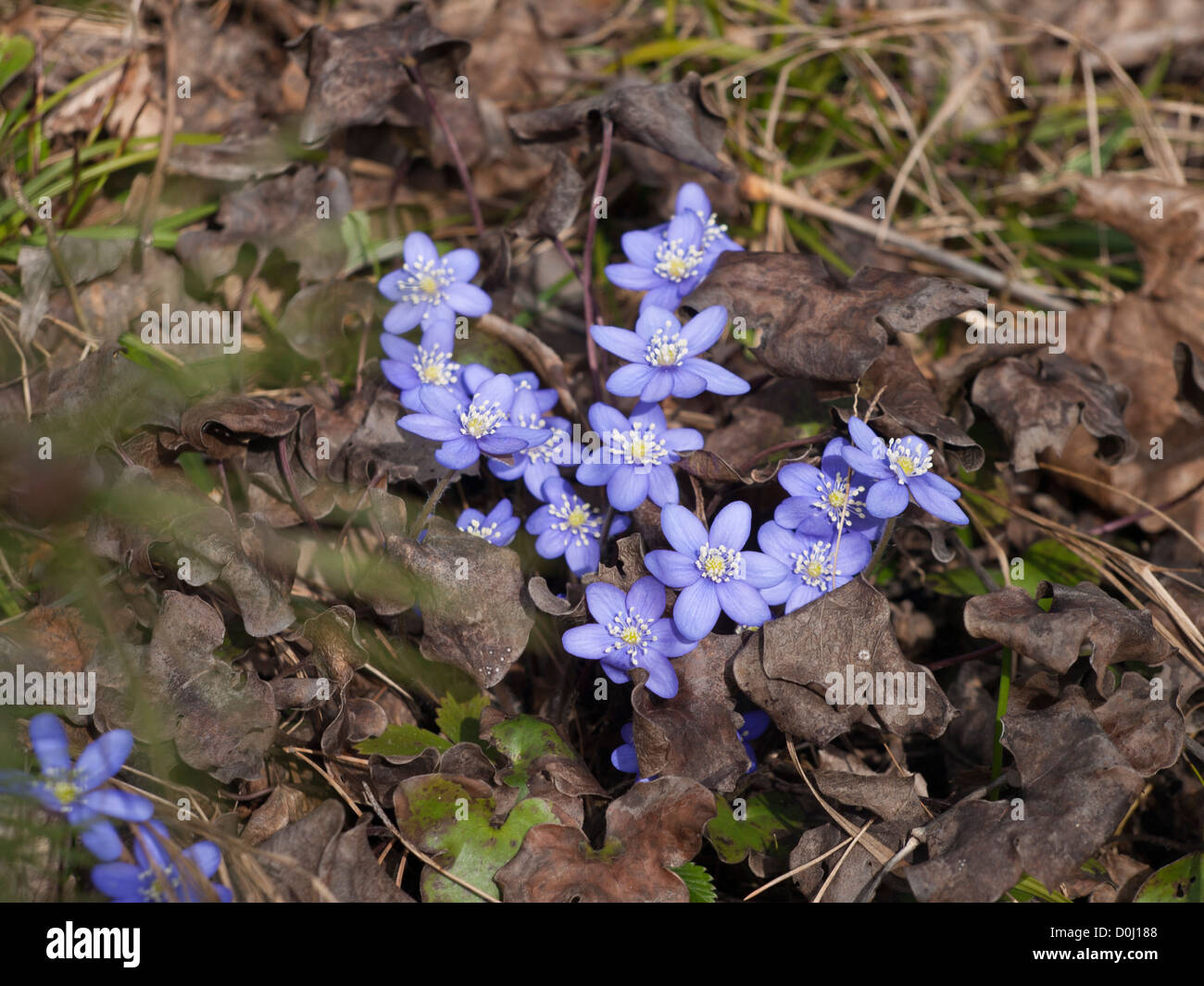 Anemone hepatica, liverwort or pennywort, a wonder of springtime emerging from under dead leaves in Oslo Norway Stock Photo