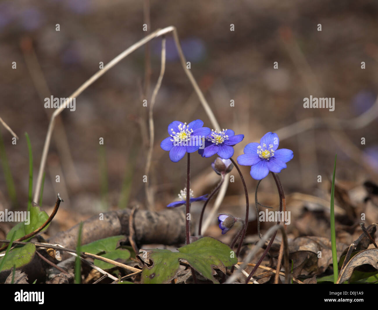 Anemone hepatica, liverwort or pennywort, a wonder of springtime emerging from under dead leaves in Oslo Norway Stock Photo