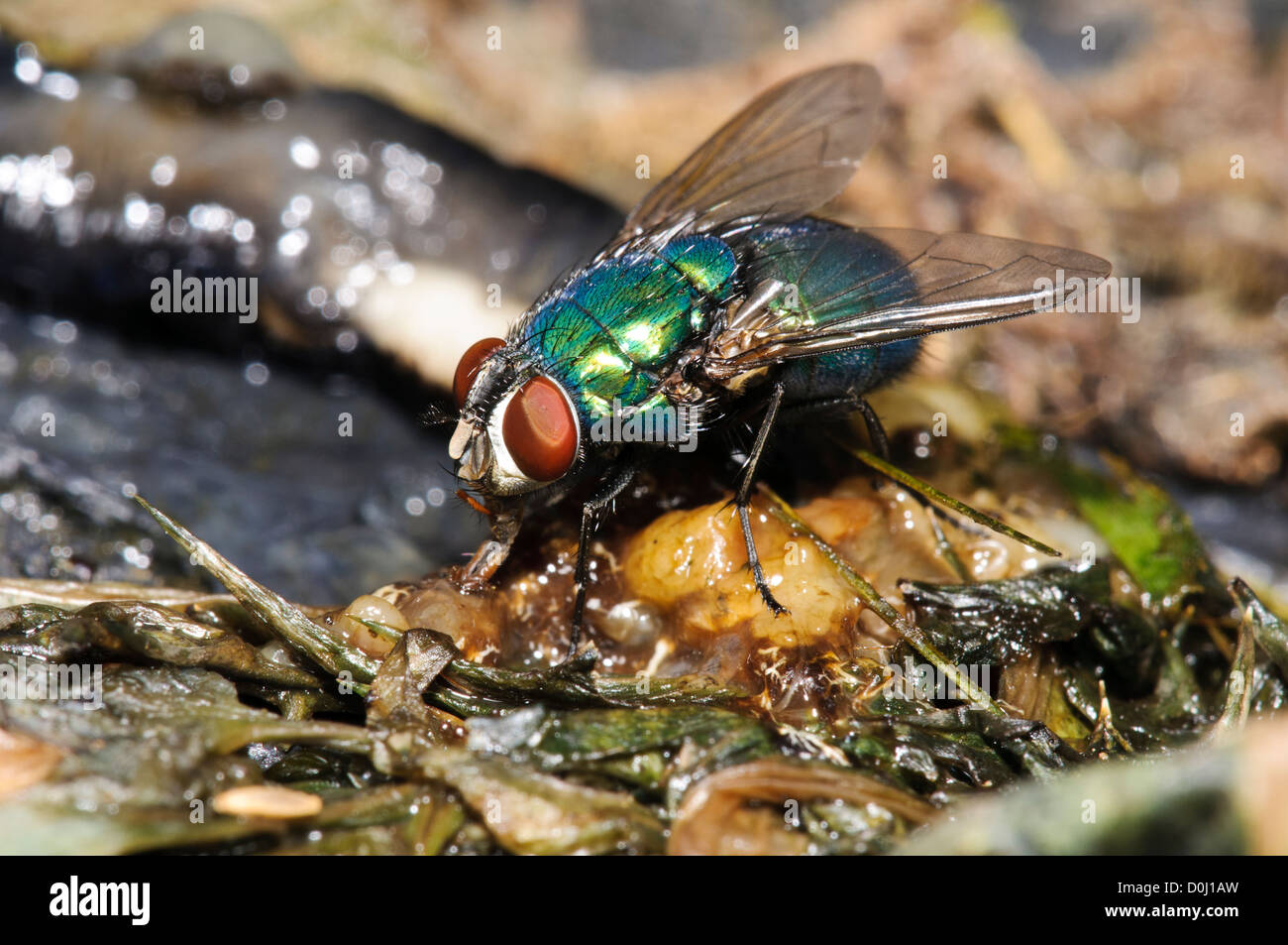 A greenbottle (Lucilia caesar) feeding on the remains of a slug that was trodden on by a visitor at Wicken Fen, Cambridgeshire. Stock Photo