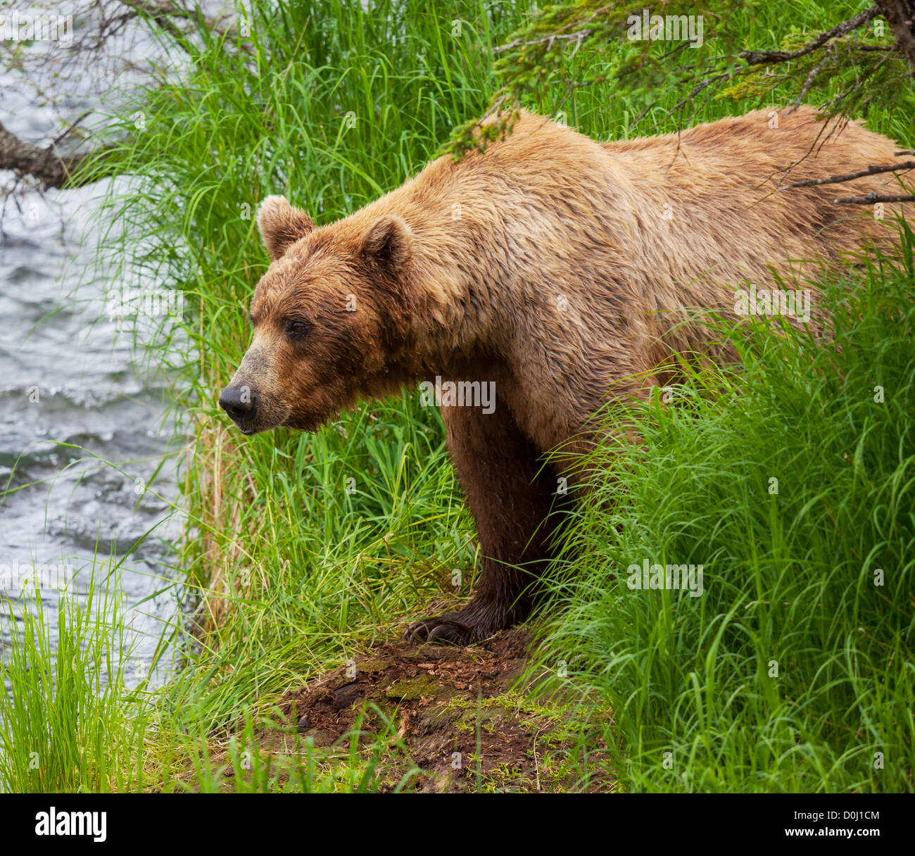 Brown bear on Alaska Stock Photo - Alamy