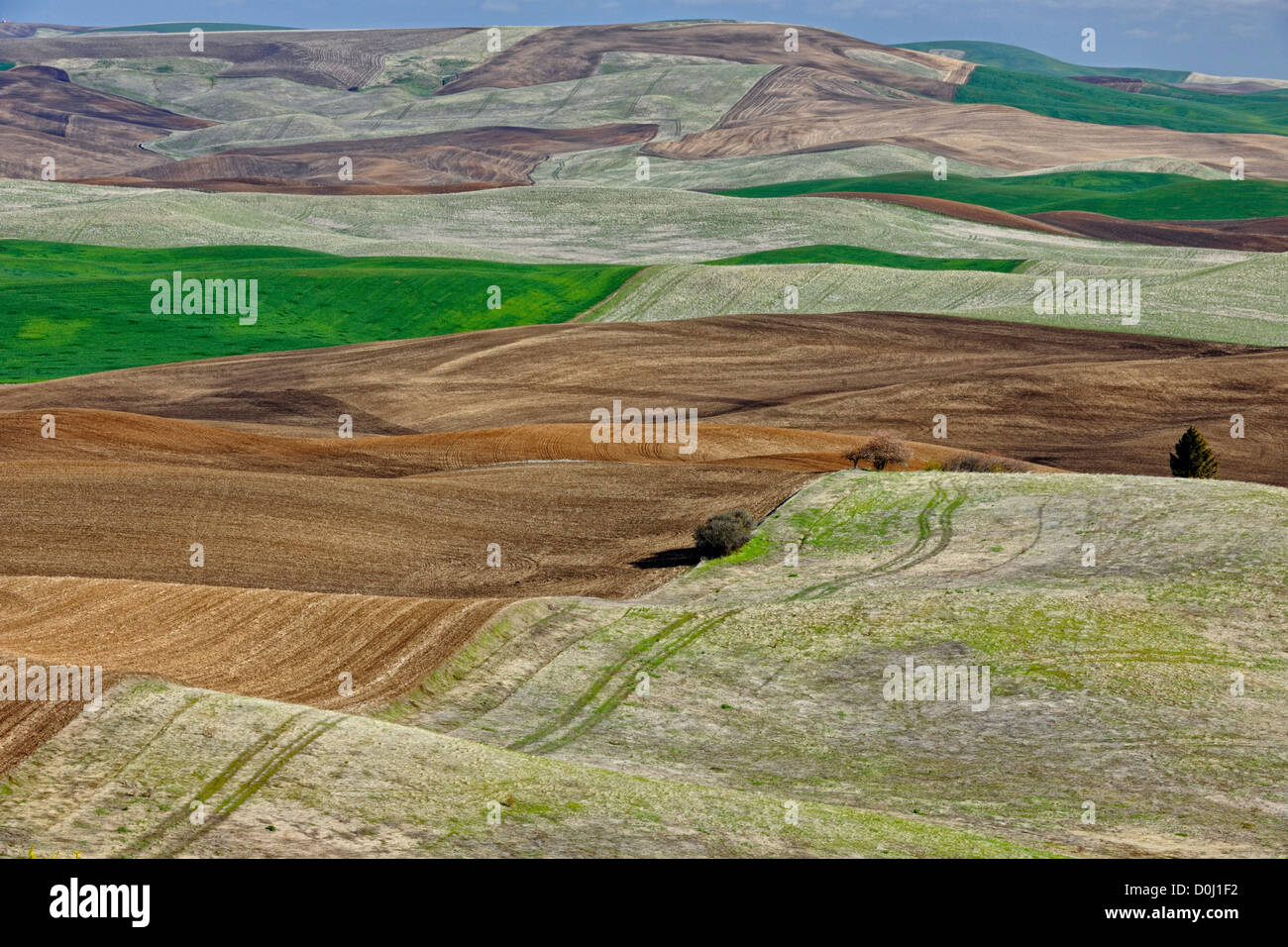 Palouse farmland in early spring from Steptoe Butte, Steptoe Butte