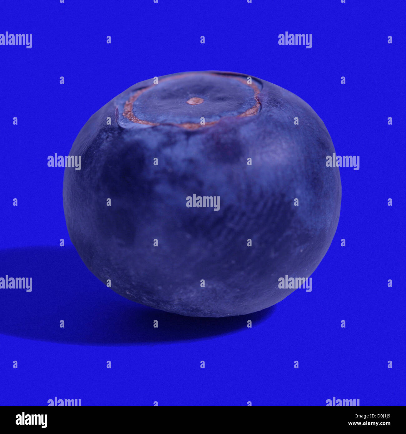 Vivid Blue Blueberry Stock Photo Alamy