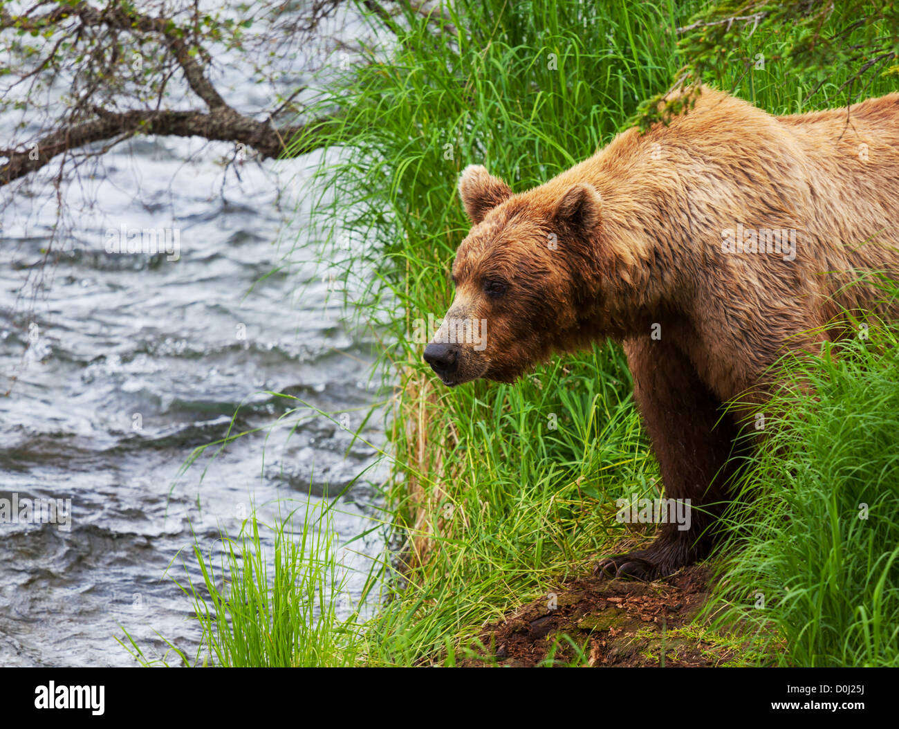Brown bear on Alaska Stock Photo - Alamy