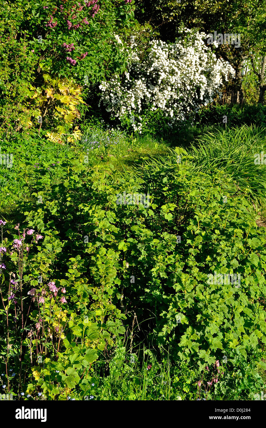 Redcurrant bush (Ribes rubrum) on the first plan and hurdle full of flowers behind plan with lilac (Syringa vulgaris) and spirea Stock Photo