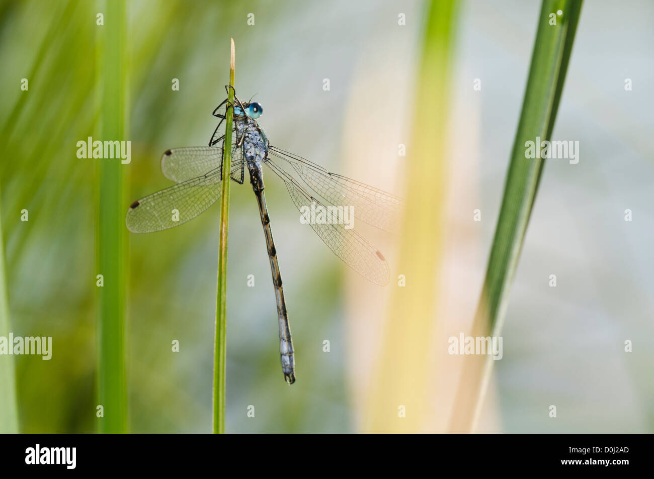 An adult male scarce emerald damselfly (Lestes dryas) clinging to a reed in Hadleigh Country Park, Essex. july. Stock Photo