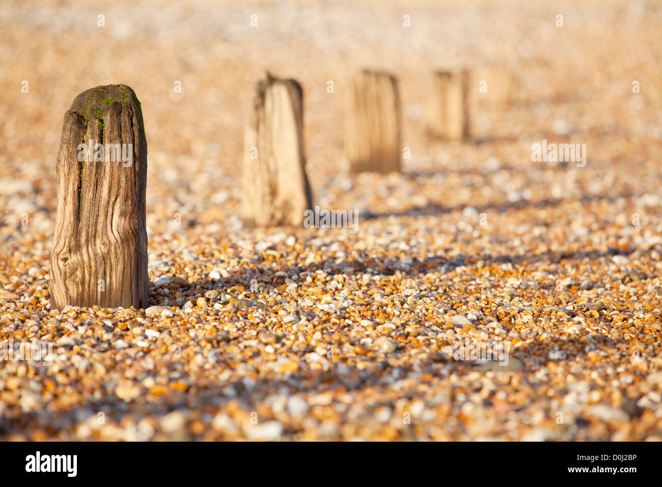 Groyne posts in the pebbles at Camber Sands in East Sussex. Stock Photo