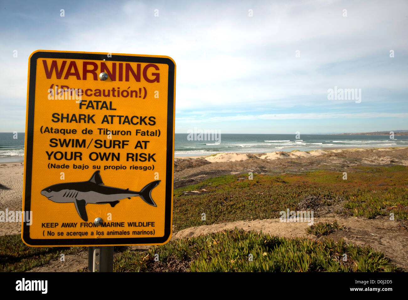 Bi lingual shark attack warning sign posted on Surf beach at Stock Photo -  Alamy
