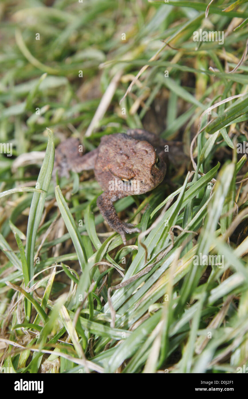 common toad crawling through grass bufo bufo Stock Photo Alamy