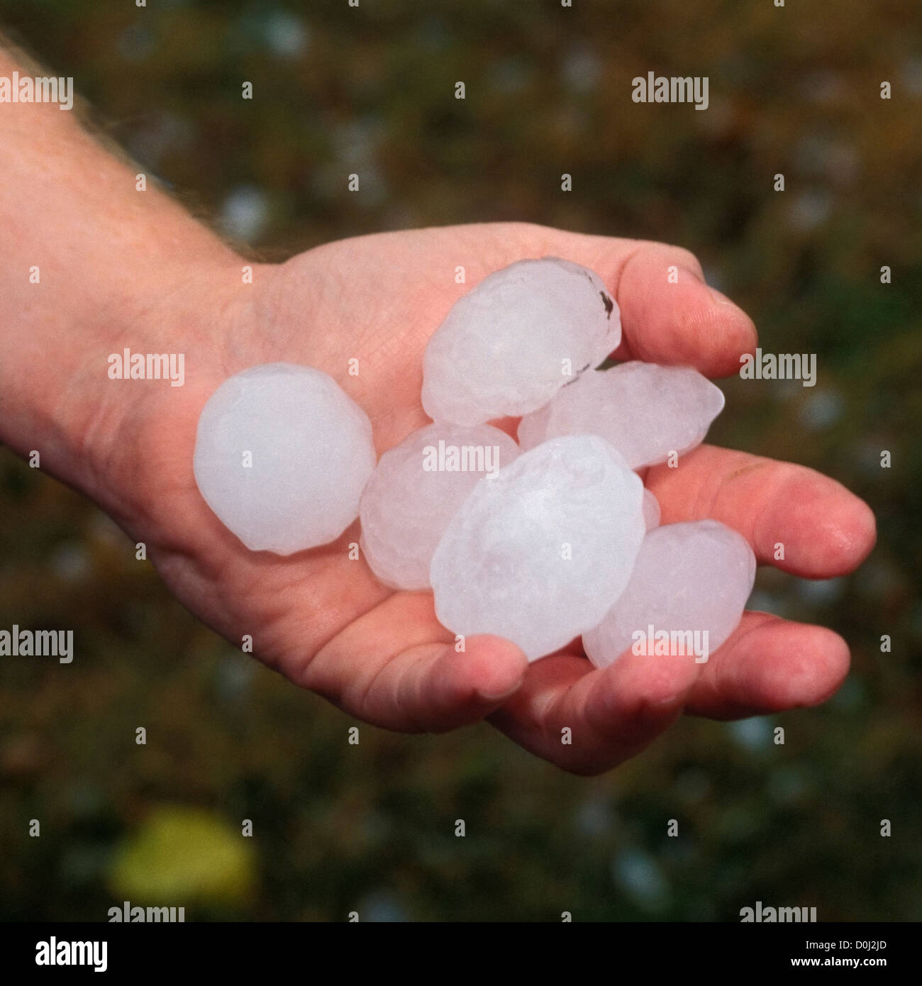 A Man Holds a Collection of Golfball Sized Hailstones Stock Photo