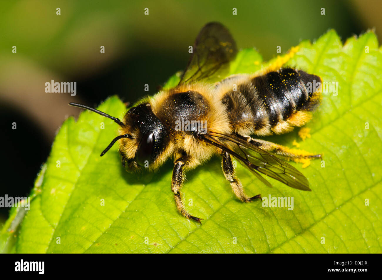 A leafcutter bee (Megachile ligniseca) resting on a leaf in Hadleigh