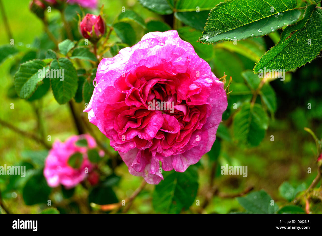 Rose gallique hi-res stock photography and images - Alamy