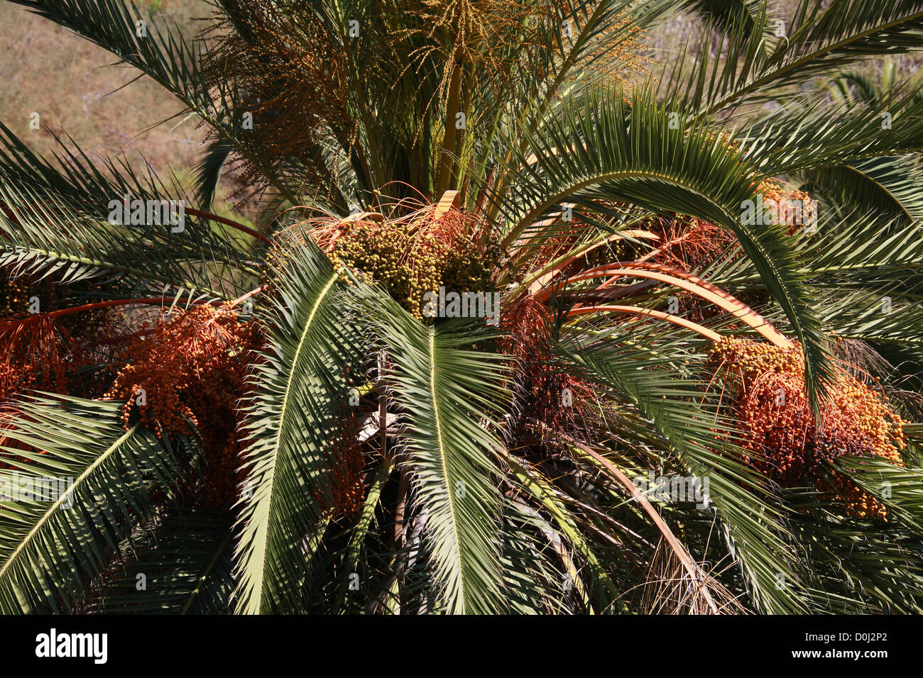 Canary Island Date Palms, Phoenix canariensis, Arecaceae. Parque del Drago (Dragon Park), Icod de los Vinos, Tenerife, Canary Is Stock Photo