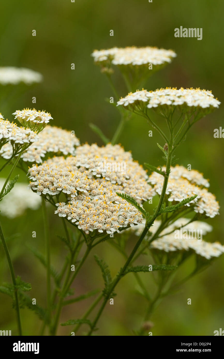 white herb achillea millefolium on white background Stock Photo