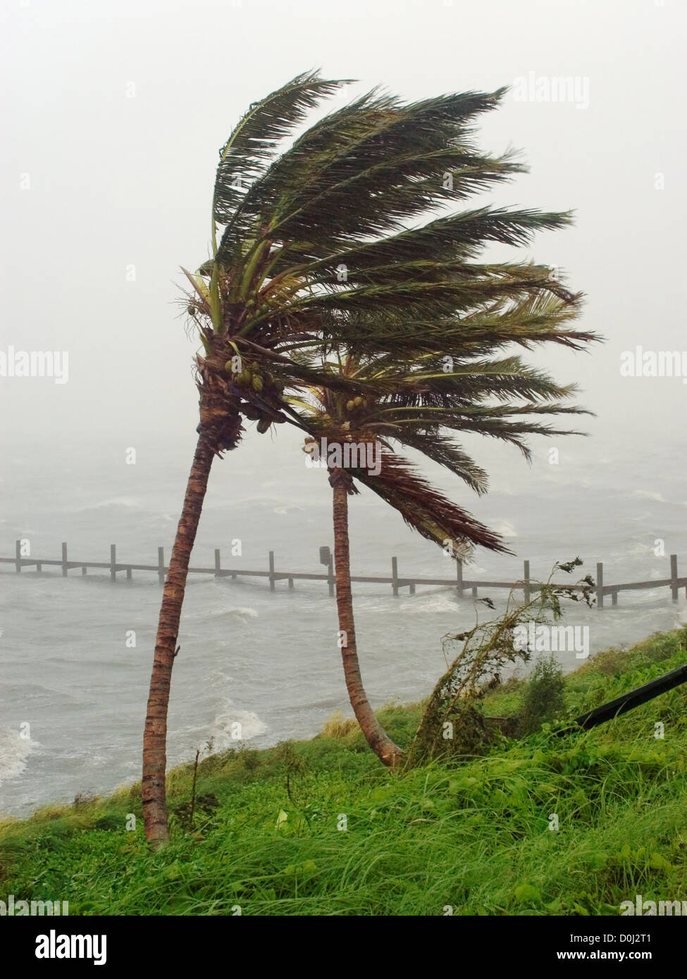 A Palm Tree Stressed by the Winds of Hurricane Frances Stock Photo