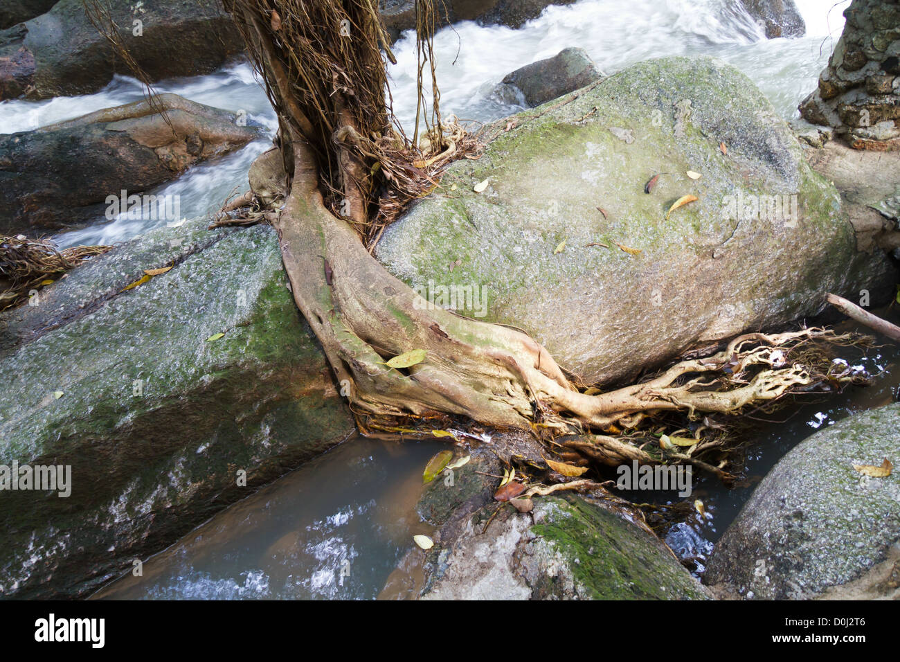 Tree Root on Ko Samui, Thailand Stock Photo - Alamy