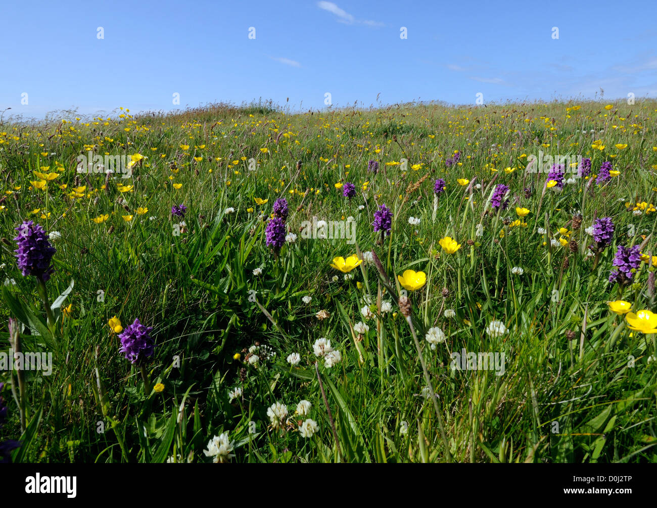 A hay meadow with buttercups and orchids.  Mainland, Orkney, Scotland, UK. Stock Photo