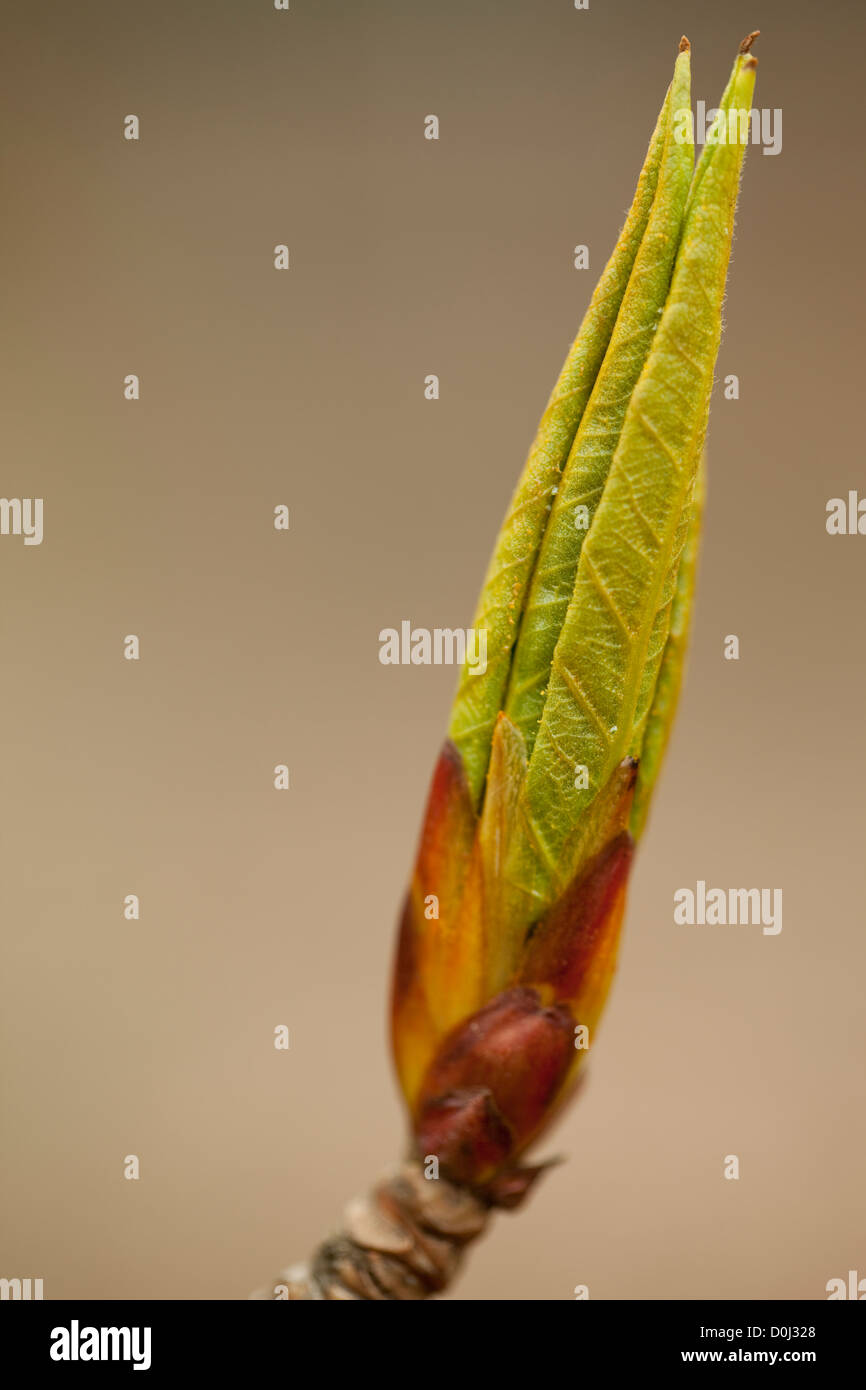 new, fresh twig (Populus tremula) as background Stock Photo