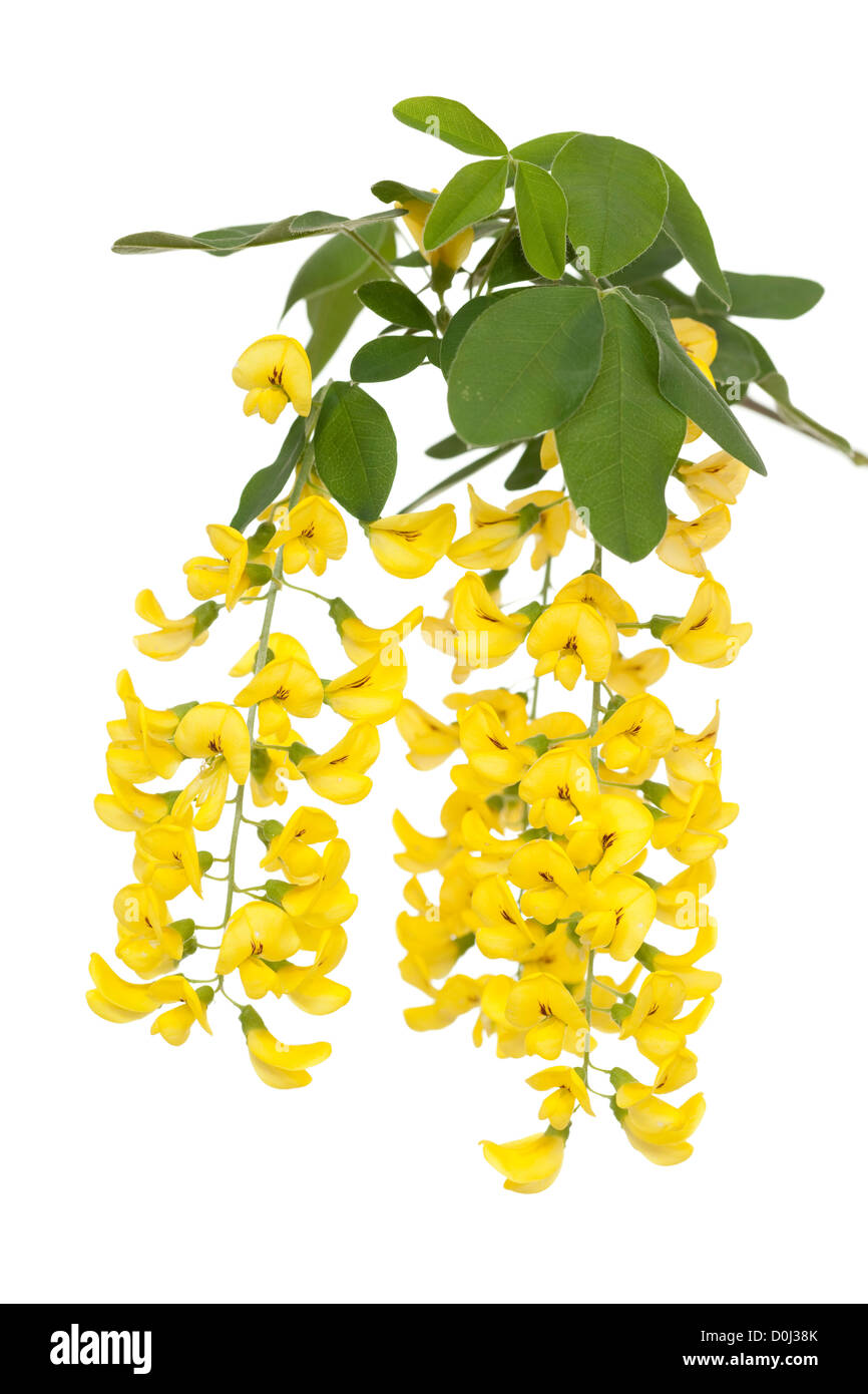 branch of yellow flower Laburnum on white background Stock Photo