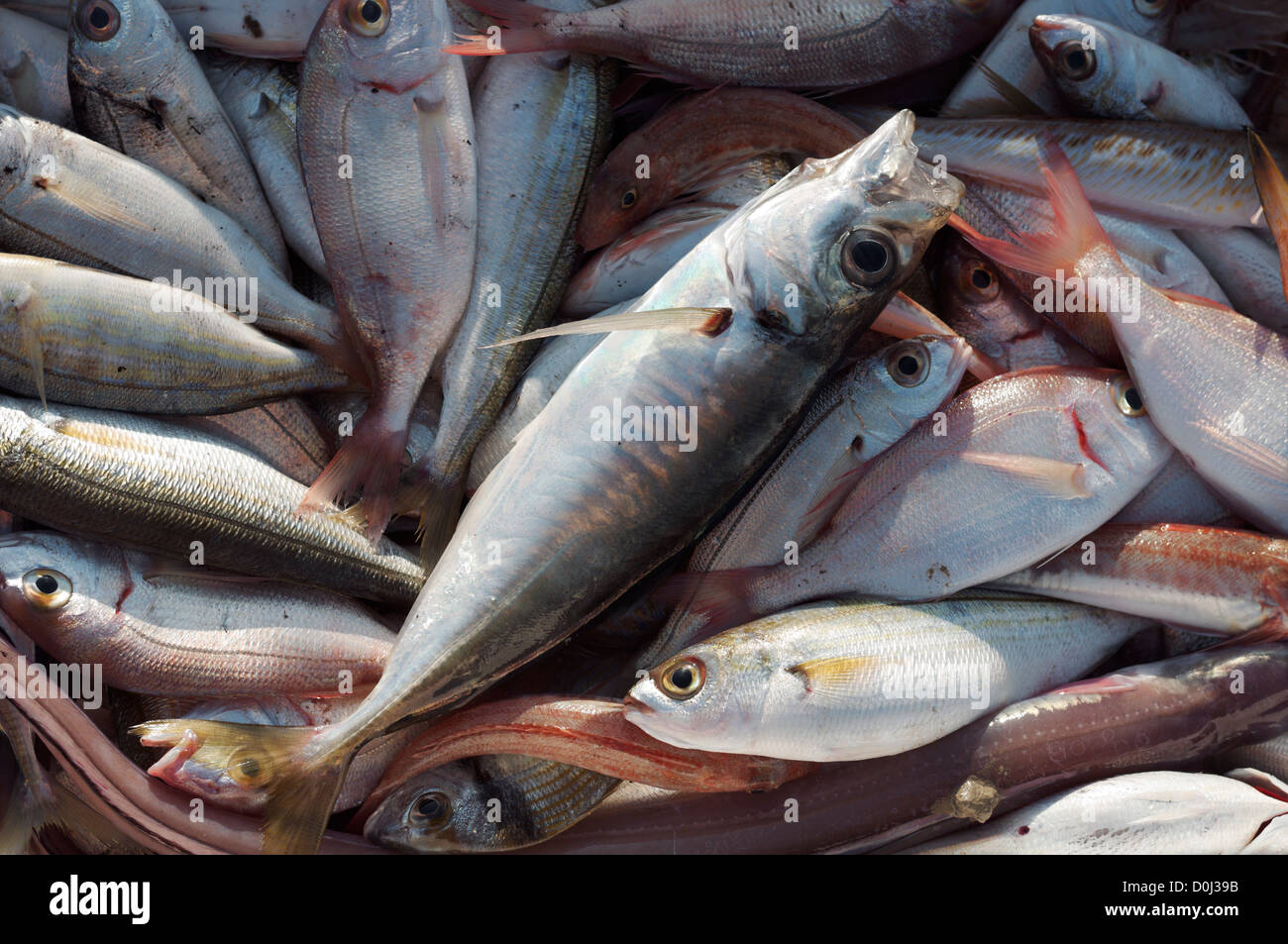 Close up of Tyrrhenian Sea mixed fish laying on a fisherman's open air stall by Anzio harbour. Natural available light. Stock Photo