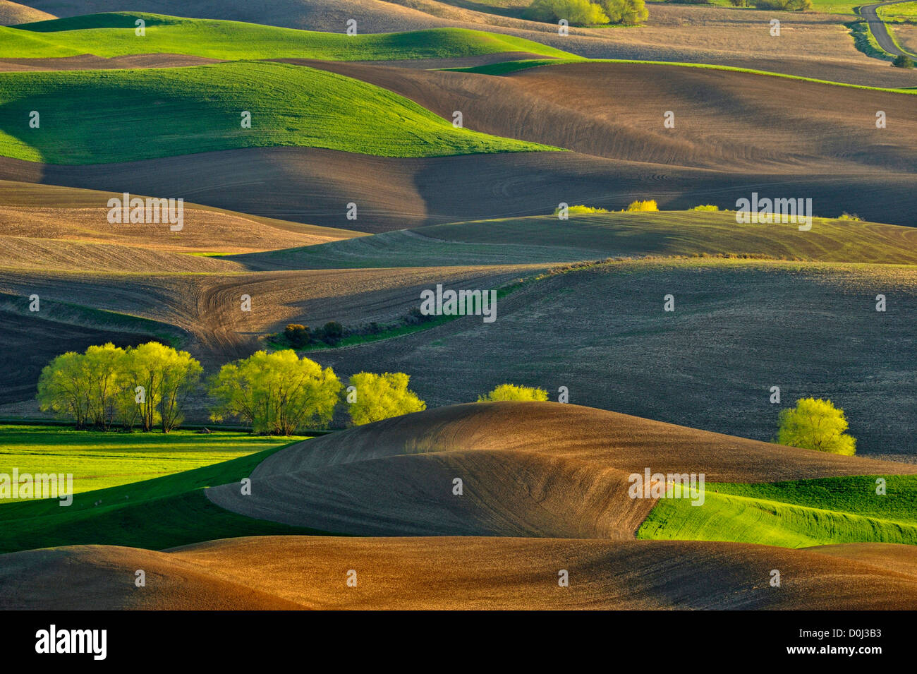 Palouse farmland in evening light in springtime, Steptoe Butte State Park, Washington, USA Stock Photo