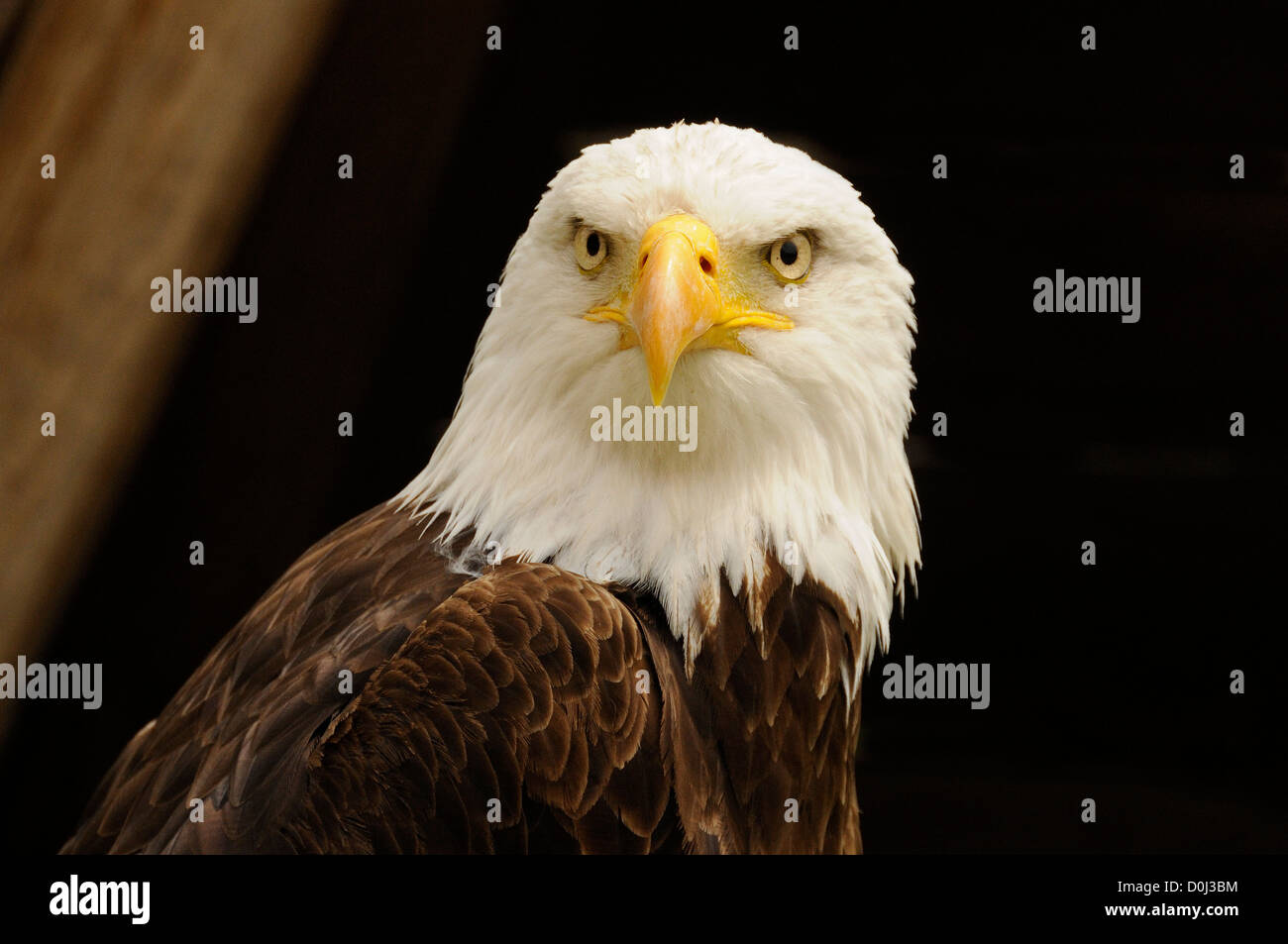 Bust of white eagle hi-res stock photography and images - Alamy