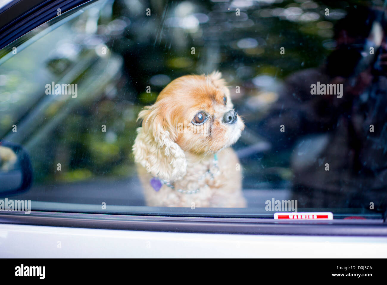 Tan coloured King Charles Cavalier Spaniel behind a window in a car looking away from the camera at her owners. Stock Photo