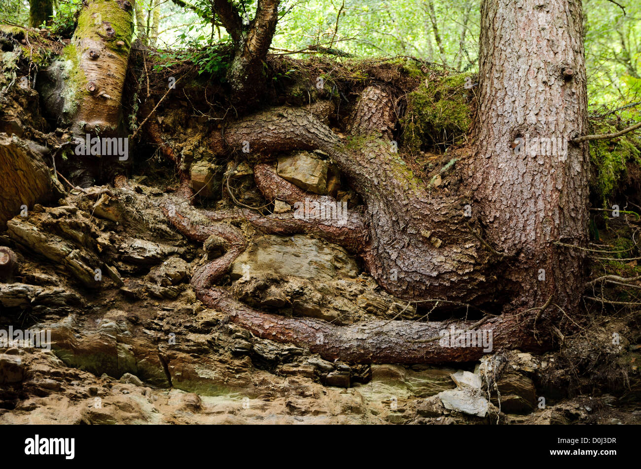 The roots of a pine tree (Pinus sp.) exposed by soil erosion in the Knapdale Forest, Argyll, Scotland. august. Stock Photo