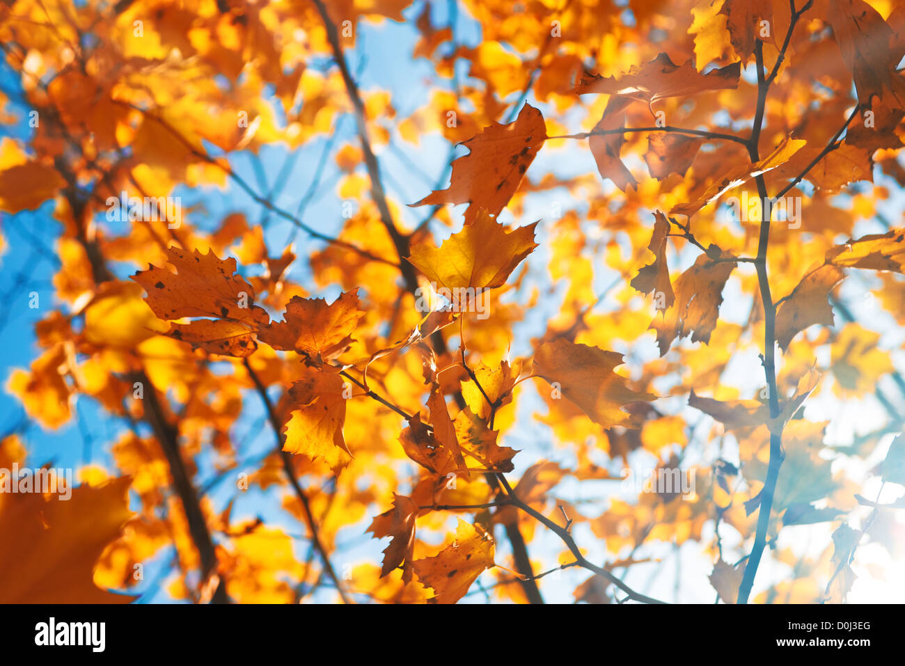 Beautiful golden autumn leaves against blue sky with sun flares Stock ...