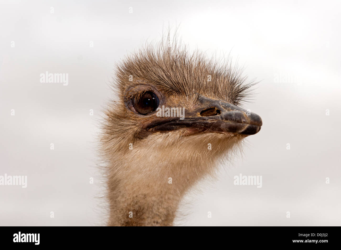 Portrait of an African Ostrich (Struthio camelus), South Africa Stock Photo