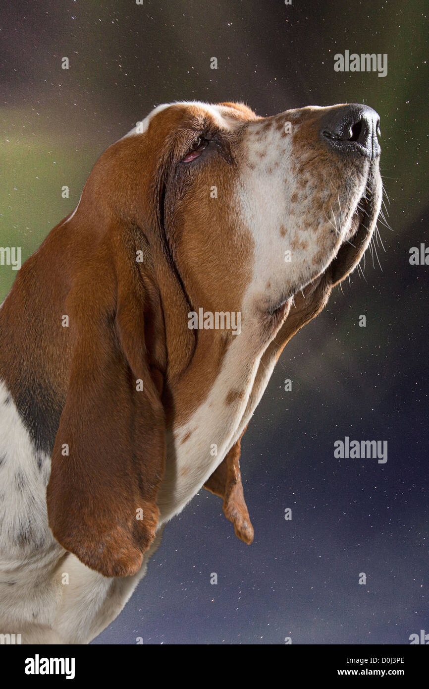 Basset hound head and shoulders against starry sky (aurora borealis). Stock Photo